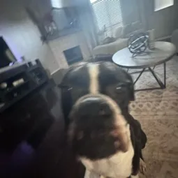 Brody