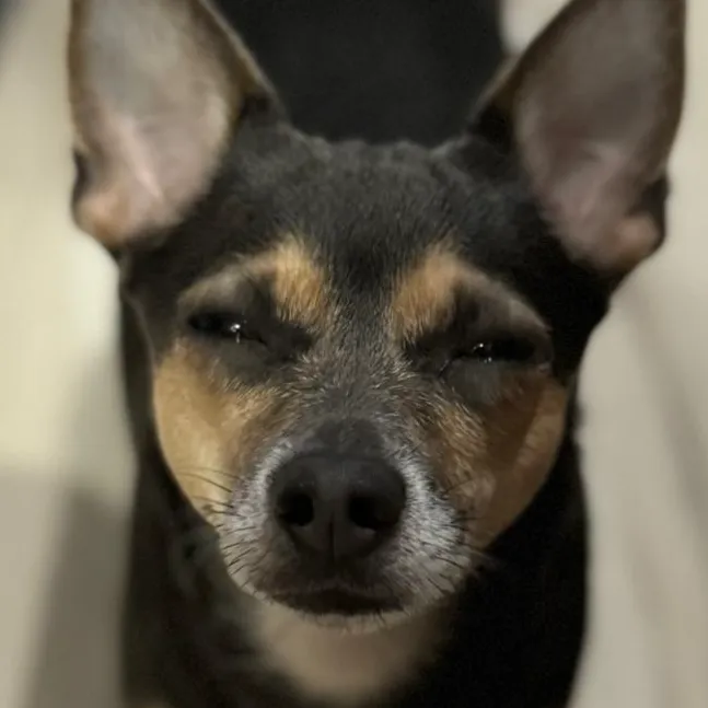 Tanek